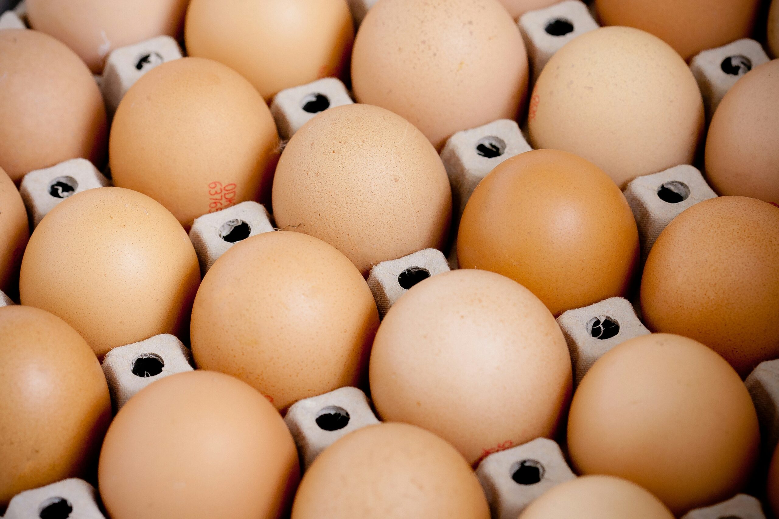 Read more about the article Why Hokuryo’s Stock (TSE: 1384) Has Been Rising — A Deep Dive into Japan’s Leading Egg Producer: Stock Analysis